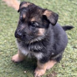 Leon - Black and red male German Shepherd puppy in Charlottesville, Virginia from AB_Elite_GSD