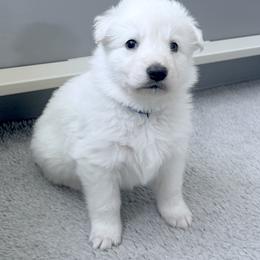 Berger Blanc Suisse Puppies from Moonlight Berger Blanc Suisses