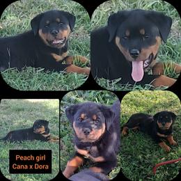 Girl 4 - Black and mahogany female Rottweiler puppy in De Witt, Iowa from Irish Eyes Kennels
