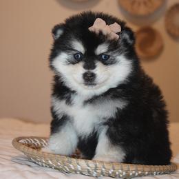 Tiana MINI 1895 - Black and white female Pomsky puppy in Apple Creek, Ohio from Kathryn Troyer