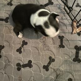 Boston Terrier Puppies from D & R Boston Terriers