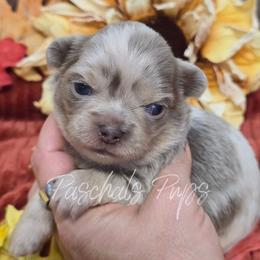 Sarah - Blue merle female Chihuahua puppy in Bowdon, Georgia from Paschal's Pups