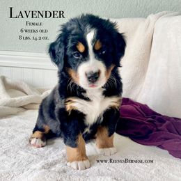 Girl 3 - Black rust and white Bernese Mountain Dog puppy in Lehi, Utah from Reeves Bernese