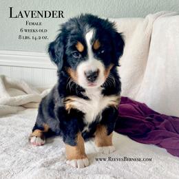Girl 3 - Black rust and white Bernese Mountain Dog puppy in Lehi, Utah from Reeves Bernese