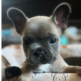 French Bulldogs from Wrinklez N Pawz Frenchies