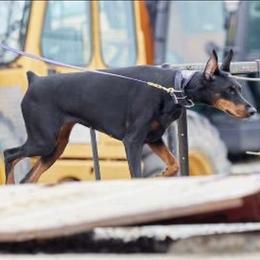 Doberman Pinscher puppies from KB's Dobermans