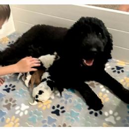 Shuri - Goldendoodle
