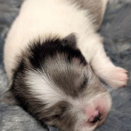 River - Blue merle male Pomeranian puppy in Wentzville, Missouri from Pawsome Poms