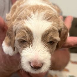 Elmo - Fawn and white male Sheepadoodle puppy in Buford, Georgia from Guppy Puppies