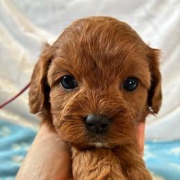 Syrup - Red female Cavapoo puppy in Adrian, Oregon from ApplebyFarm