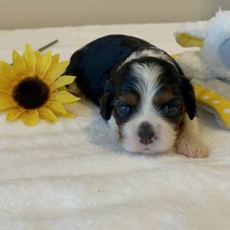 Cavalier King Charles Spaniel Puppies from Hidden Creek Cavaliers