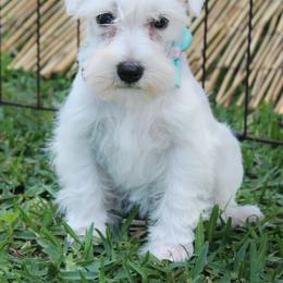 White Girl 1 Orange - White female Miniature Schnauzer puppy in Spring Hill, Florida from Suncoast Miniature Schnauzers