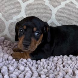 AKC Boy 1 - Black and tan male Dachshund puppy in Joshua Tree, California from Desert Dreams Ranch