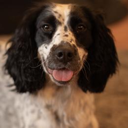 English Springer Spaniels from Tracy Varra