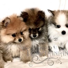Pomeranian Puppies from Designer Pomeranians