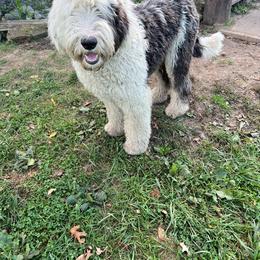 Ollie- Burgandy collar - Black and white Sheepadoodle puppy in Eleva, Wisconsin from Molly’s Doodles