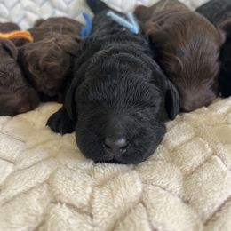 Goldendoodle Puppies from Daisy Mae Doodles
