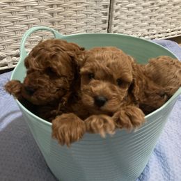 Poodle Puppies from Red Door Poodles