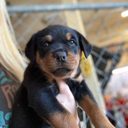 Elvira - Black and tan female Rottweiler puppy in Mcminnville, Oregon from JHB Rottweilers