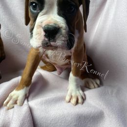 Boxer Puppies from Sand Creek Boxer Kennel