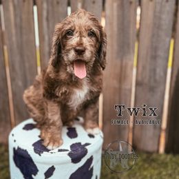 Twix - Merle female Labradoodle puppy in Elizabeth City, North Carolina from Howdy Doodles
