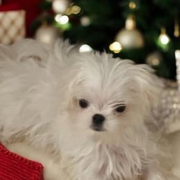 Maltese puppies from Clearview Canines