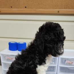 Goldendoodle and Poodle Puppies from Elizabeth Rocha's Doodles