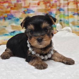 Thelma - Blue and gold female Yorkshire Terrier puppy in Monticello, Iowa from Ashley’s Puppies