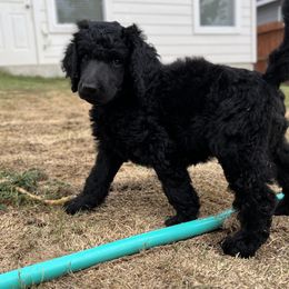 Poodle Puppies from Tyler Family Poodles