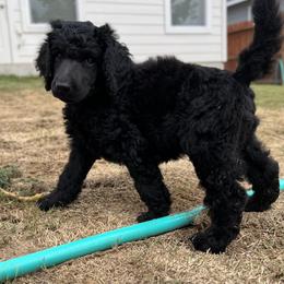 Poodle Puppies from Tyler Family Poodles