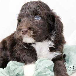 Hank - Brown and white male Portuguese Water Dog puppy in Asheville, North Carolina from Top Notch Portuguese Water Dogs