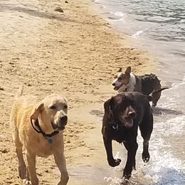 Labrador Retriever Puppies from Una Palma Kennels