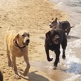 Labrador Retriever Puppies from Una Palma Kennels