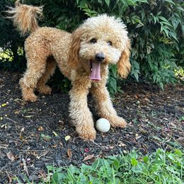 Benedict - Poodle