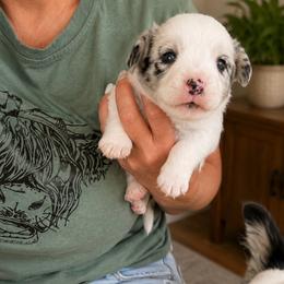 Wade - Blue merle and white male Cardigan Welsh Corgi puppy in Kerens, West Virginia from Leather & Lace