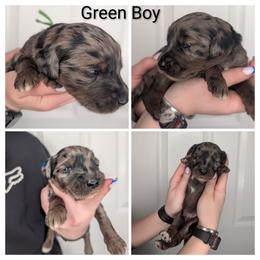 Green - Silver male Whoodle puppy in Kalispell, Montana from Countryman Whoodles