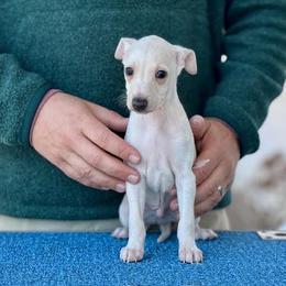 Boy 1 - Cream male Italian Greyhound puppy in Sugar Valley, Georgia from Pinnacle Farm and Kennel