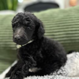 Turtle Rock - Blue male Poodle puppy in Hesperia, California from Whitesock Standard Poodles