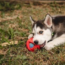 Siberian Husky Puppies from Husky Love and Pups
