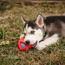 Siberian Husky Puppies from Husky Love and Pups