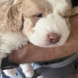 Bernedoodle Puppies from Natchez Trace Doodles