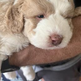 Bernedoodle Puppies from Natchez Trace Doodles