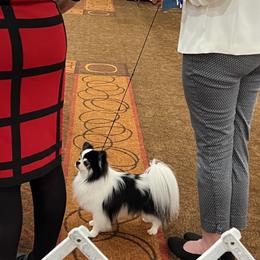 Chihuahua Puppies from Calmont