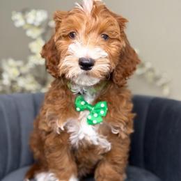 Vance - Red  male Goldendoodle puppy in Yuciapa, California from AlltheDoodlez_