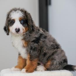 Carlin - Merle male Bernedoodle puppy in Dundee, Ohio from Down Home Doodle