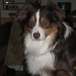 Miniature Australian Shepherd All Grown Up from Tincture of Thyme