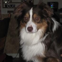 Miniature Australian Shepherd All Grown Up from Tincture of Thyme