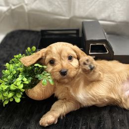 Baylor - Red Cavapoo puppy in Miami, Oklahoma from BriarCreek Mini Aussies & Doodles