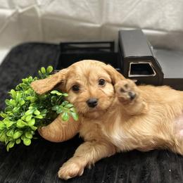 Baylor - Red Cavapoo puppy in Miami, Oklahoma from BriarCreek Mini Aussies & Doodles