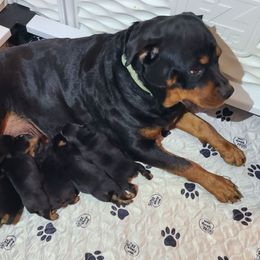 Alex - Black and mahogany male Rottweiler puppy in Humboldt, Arizona from Guardian Angel Rottweiler